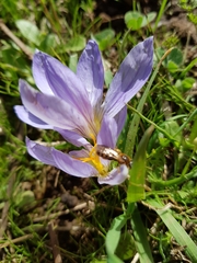 Crocus cancellatus