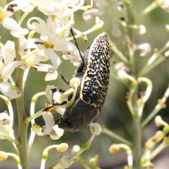 Stigmodera macularia