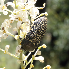 Stigmodera macularia