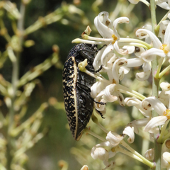 Stigmodera macularia