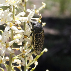 Stigmodera macularia