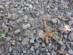 Centruroides ornatus