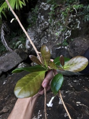 Schlegelia brachyantha