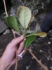 Schlegelia brachyantha