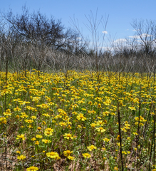 Amblyolepis setigera