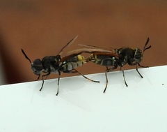 Hoplitimyia