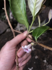 Schlegelia brachyantha