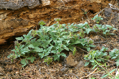 Phacelia hydrophylloides