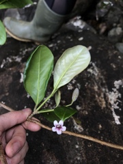 Schlegelia brachyantha