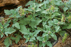 Phacelia hydrophylloides