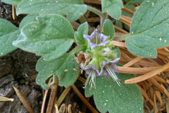 Phacelia hydrophylloides