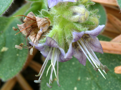 Phacelia hydrophylloides
