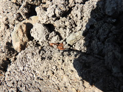 Centruroides ornatus