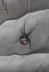Latrodectus mirabilis
