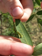 Adurgoa gonagra