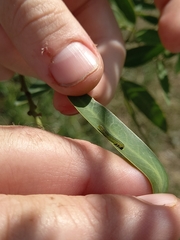 Adurgoa gonagra