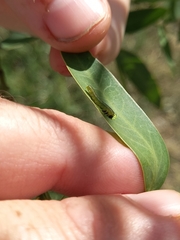 Adurgoa gonagra