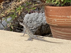 Anolis bonairensis