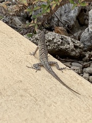 Anolis bonairensis