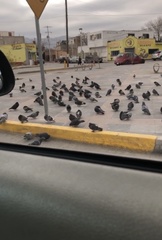 Columba livia domestica