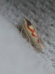 Zygina flammigera