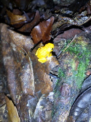 Brachycephalus ephippium