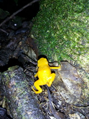 Brachycephalus ephippium