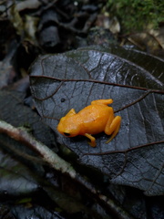Brachycephalus ephippium