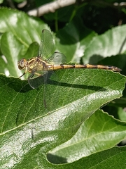 Phyllocycla argentina