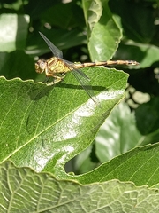 Phyllocycla argentina