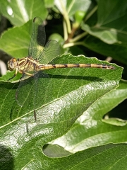 Phyllocycla argentina