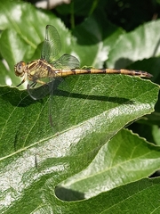Phyllocycla argentina