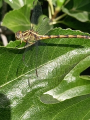 Phyllocycla argentina