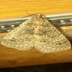 Colostygia multistrigaria