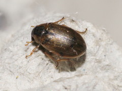 Berosus affinis