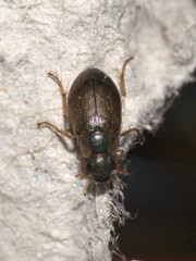 Berosus affinis