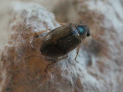 Berosus affinis