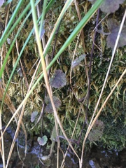 Tiarella stolonifera