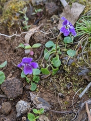 Viola fuscoviolacea