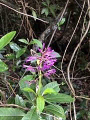 Palicourea latifolia