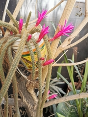 Aporocactus flagelliformis