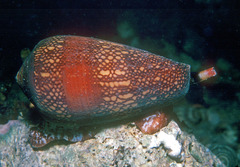Conus pennaceus image
