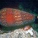Conus purus - Photo (c) uwkwaj, algunos derechos reservados (CC BY-NC), subido por uwkwaj