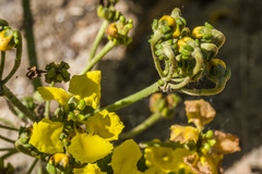 Stigmaphyllon bonariense