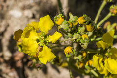 Stigmaphyllon bonariense