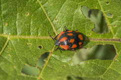 Stiretrus decastigmus