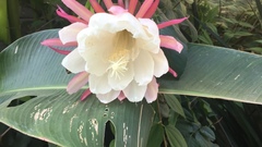 Epiphyllum oxypetalum