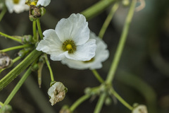 Echinodorus grandiflorus