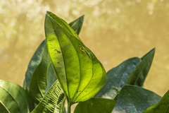 Echinodorus grandiflorus