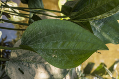 Echinodorus grandiflorus